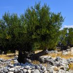Europa, croazia, vecchi ulivi nel parco protetto vicino al villaggio di Lun sull'isola di pag