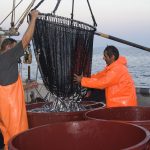 europe, croatia, Croatian fishermen working on board a fishing vessel off the coast in the Adriatic Sea while downloading the freshly caught fish in the tanks