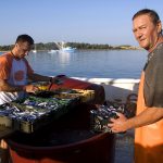 europe, croatia, fishermen at work on board the vessel at the port of Novalja while preparing the tapes with the fish caught during the night