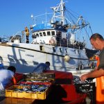 europe, croatia, fishermen at work on the vessel while preparing the fish boxes with charges to the port of the island of Pag Novalja