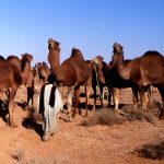 Tunisia, pastore con dromedari a El Borma